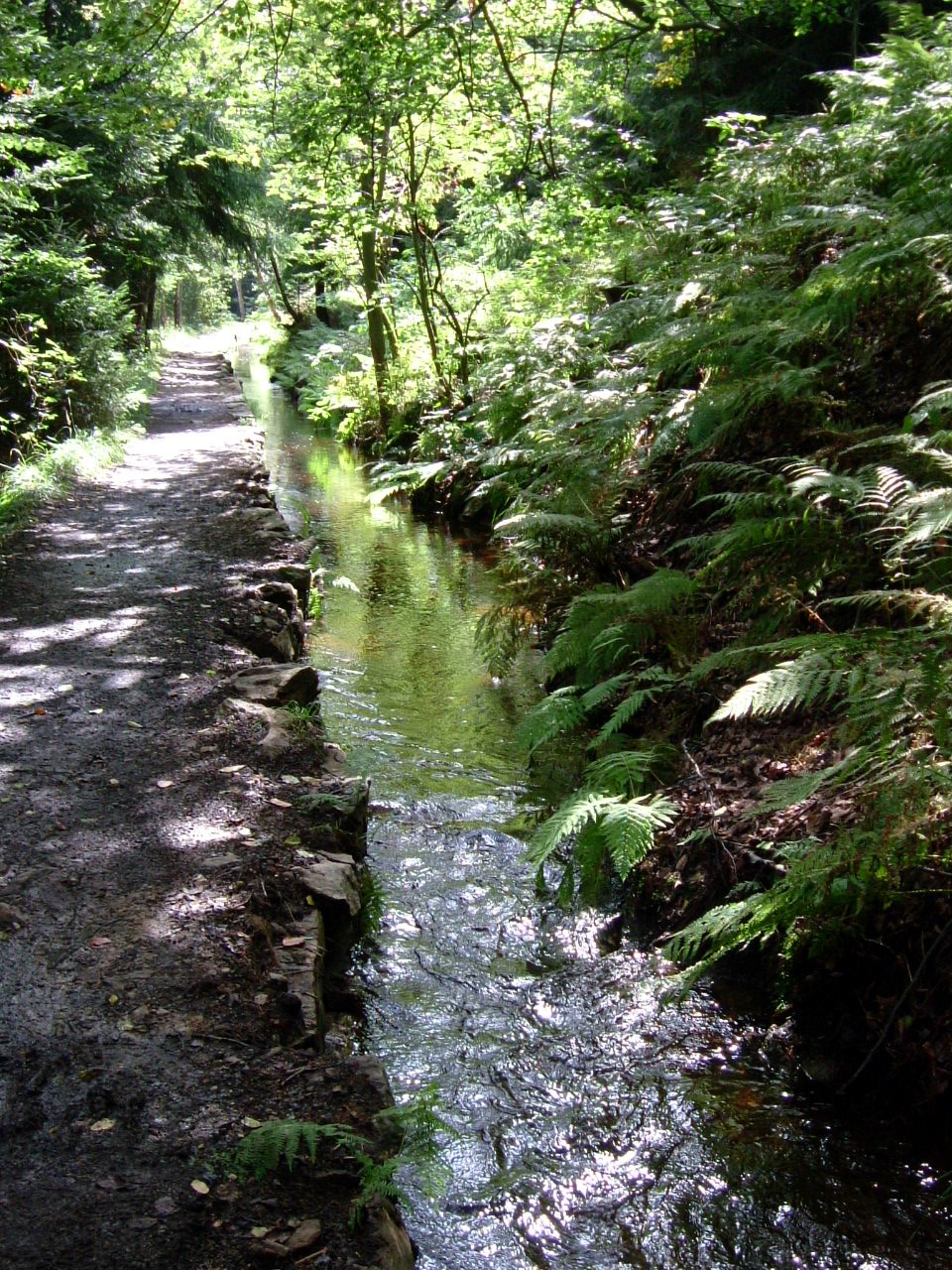  Path, Vegetation, Plant, Trail, Outdoors, Nature, Rainforest, Land, Tree, Stream, Water, Jungle, Creek, Green, Woodland, Grove, Wilderness, Fern