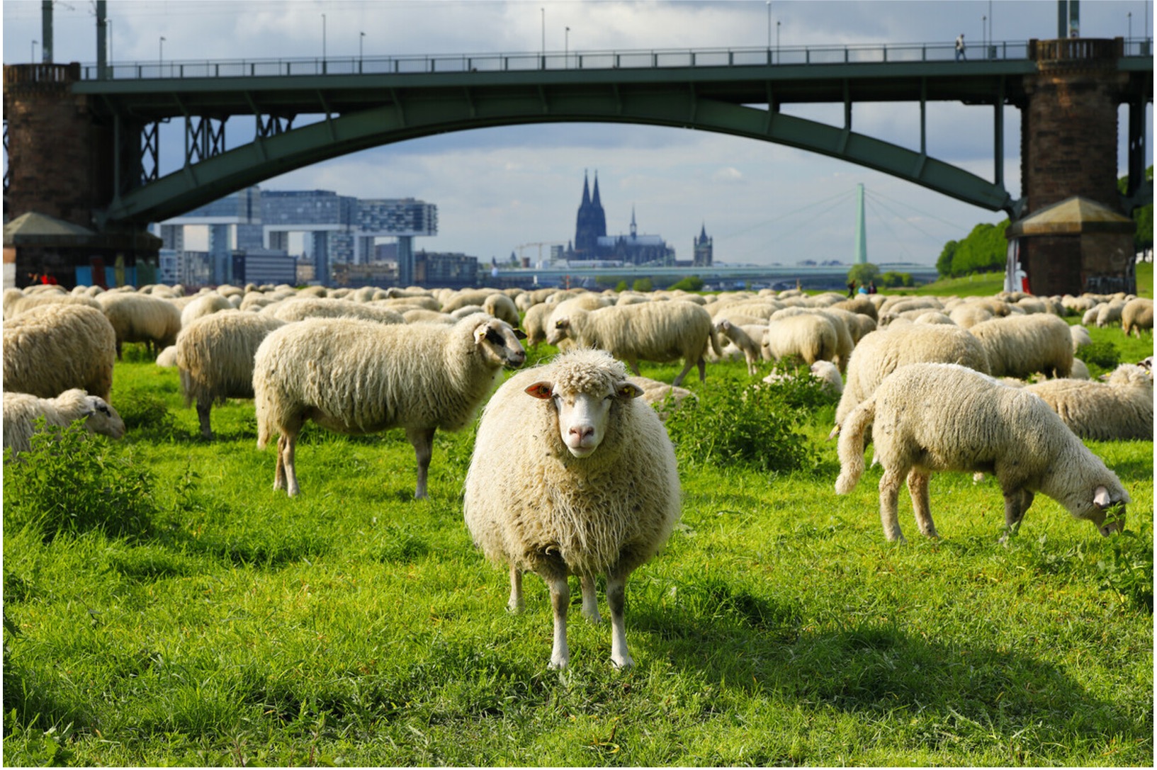 Field, Grassland, Nature, Outdoors, Countryside, Farm, Pasture, Rural, Grazing, Ranch, Animal, Livestock, Mammal, Sheep, Flock, Person