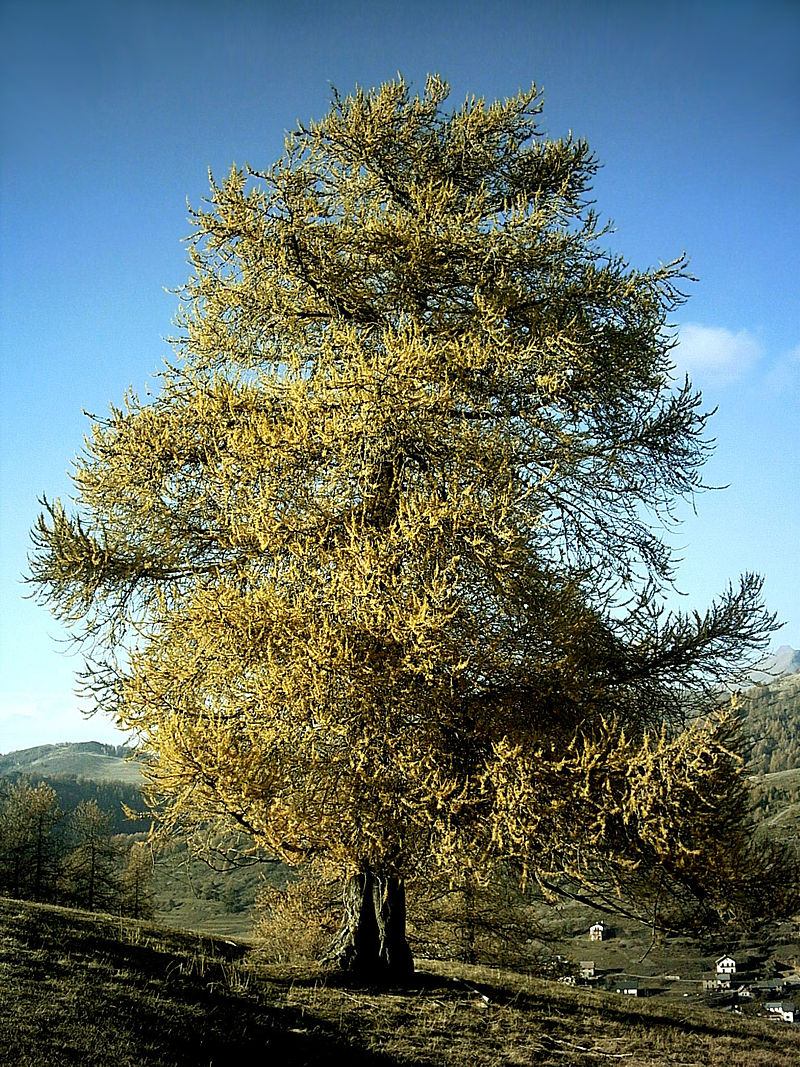 Conifer, Plant, Tree, Larch