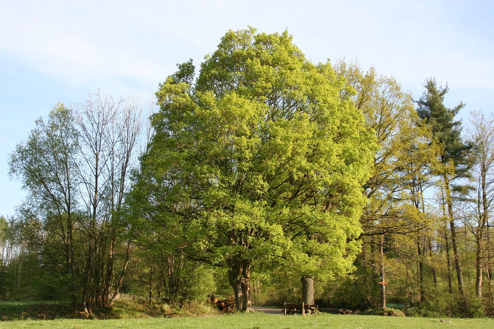Plant, Tree, Vegetation, Tree Trunk, Land, Nature, Outdoors, Woodland, Grove, Grass, Oak, Sycamore, Scenery, Park, Bench, Furniture, Conifer