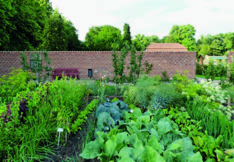  Garden, Nature, Outdoors, Herbal, Herbs, Plant, Vegetation, Backyard, Yard, Tree