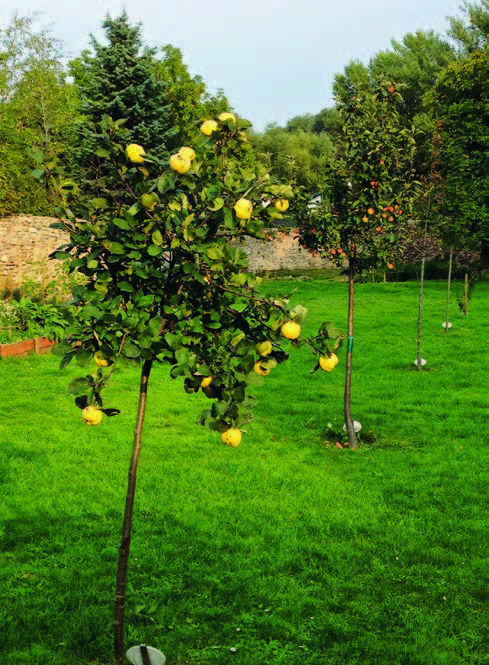  Grass, Plant, Food, Fruit, Produce, Lawn, Citrus Fruit, Orange, Backyard, Nature, Outdoors, Yard, Vegetation, Quince