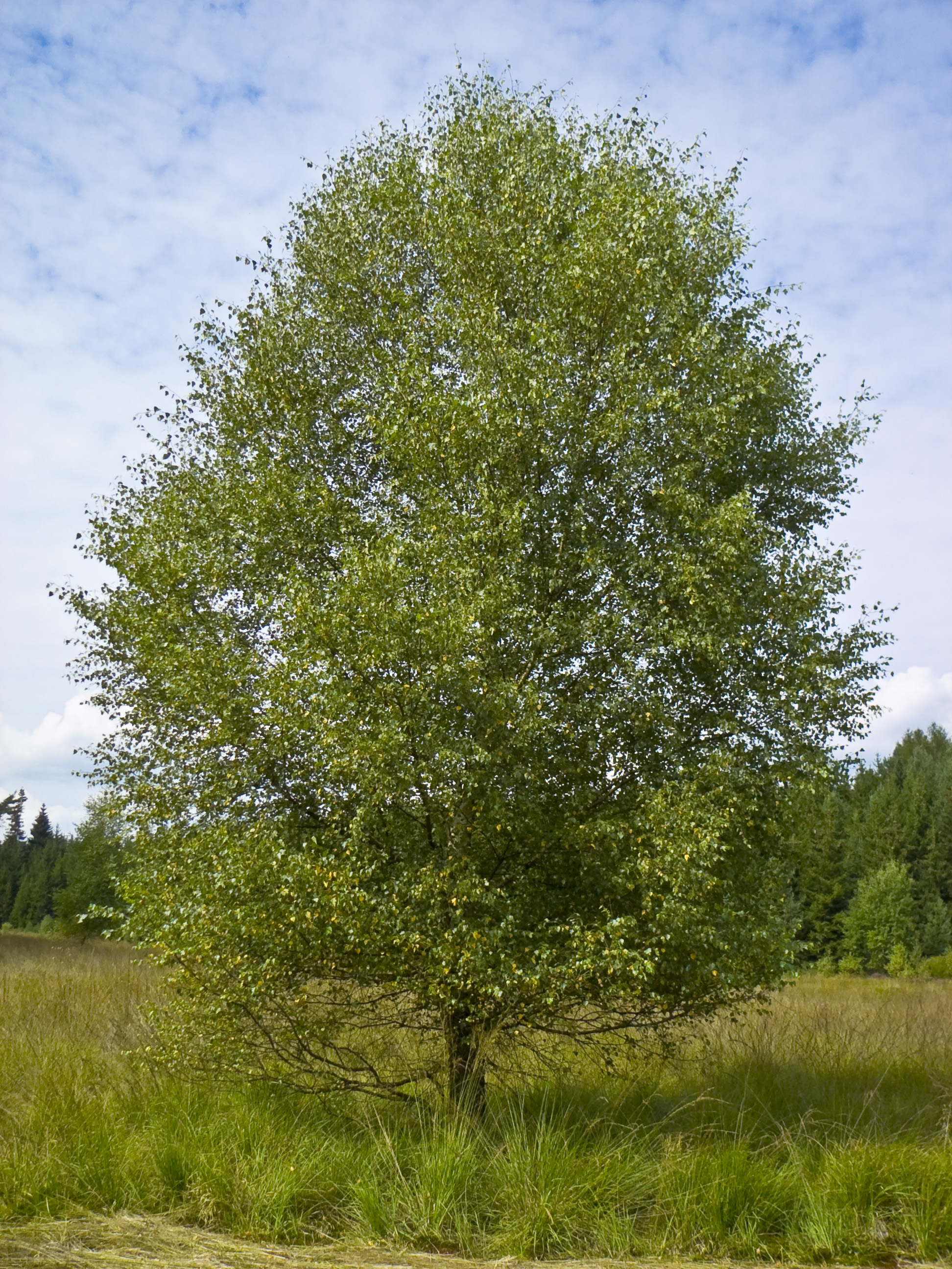 Plant, Tree, Vegetation, Field, Grassland, Nature, Outdoors, Tree Trunk