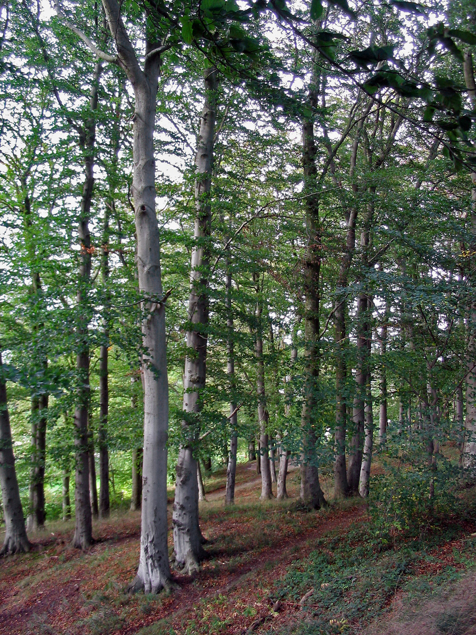 Plant, Tree, Tree Trunk, Land, Nature, Outdoors, Vegetation, Woodland, Grove