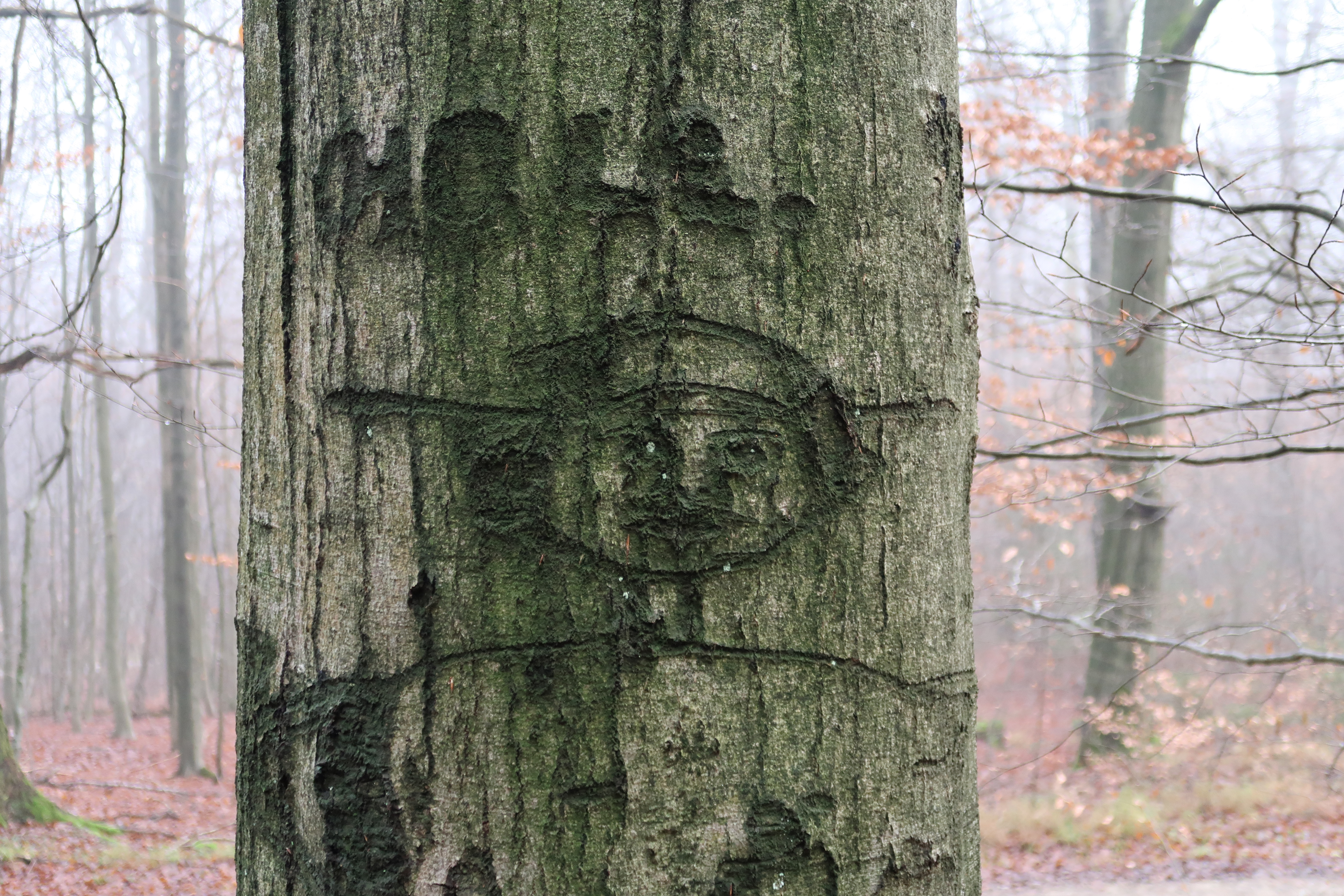  Plant, Tree, Tree Trunk, Vegetation, Land, Nature, Outdoors, Woodland, Face, Head, Person