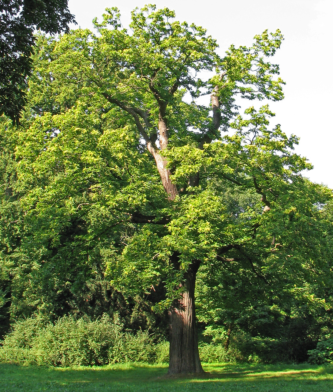 Plant, Tree, Tree Trunk, Oak, Sycamore, Vegetation