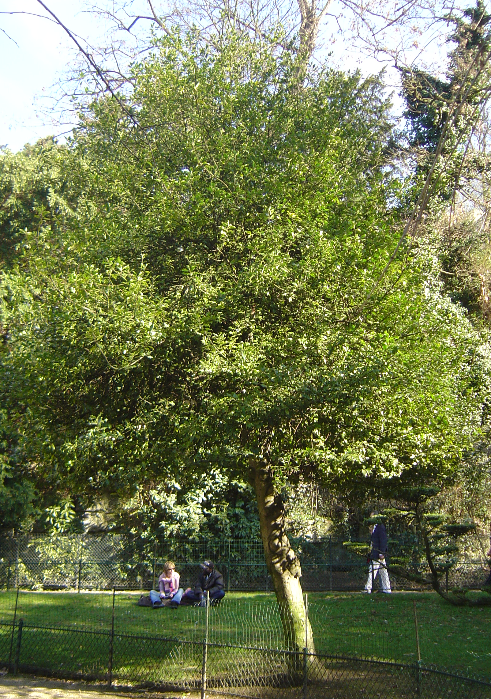 Plant, Vegetation, Tree, Land, Nature, Outdoors, Woodland, Grass, Person, Grove, Backyard, Yard, Park, Garden
