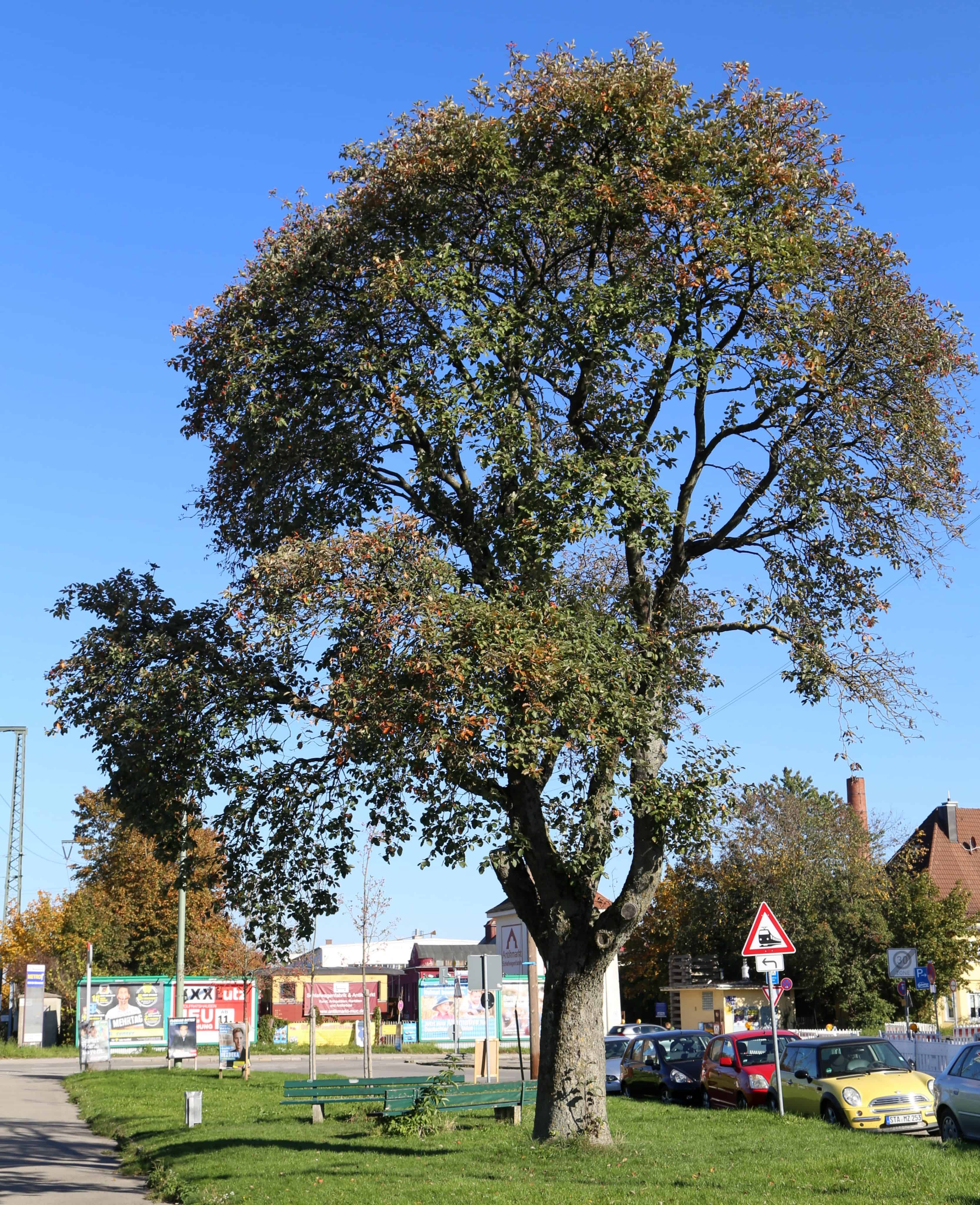 Plant, Tree, Tree Trunk, Car, Transportation, Vehicle, Person, Bench, Furniture, Grass