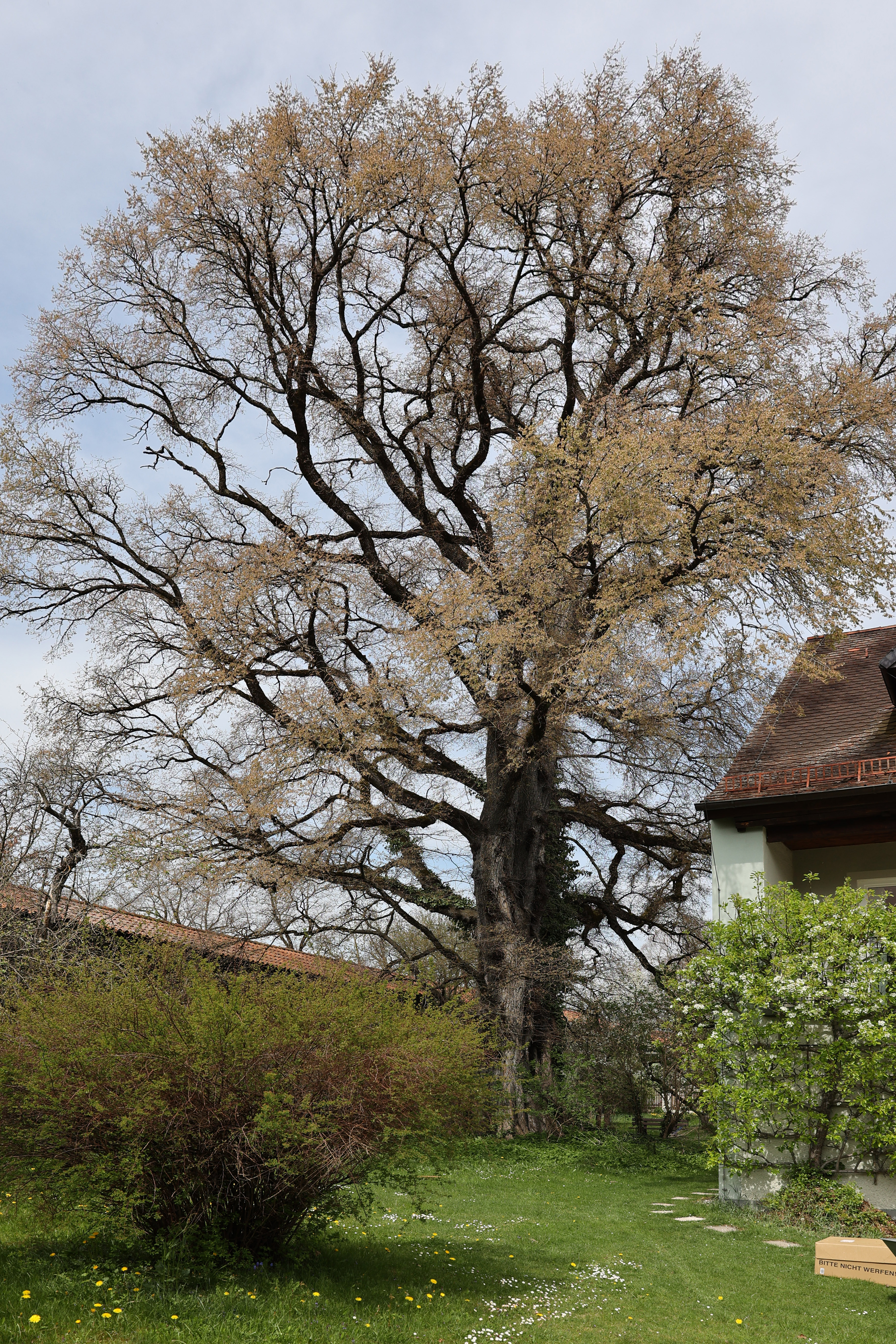 Plant, Tree, Tree Trunk, Architecture, Building, Countryside, Hut, Nature, Outdoors, Rural, Shelter, Housing
