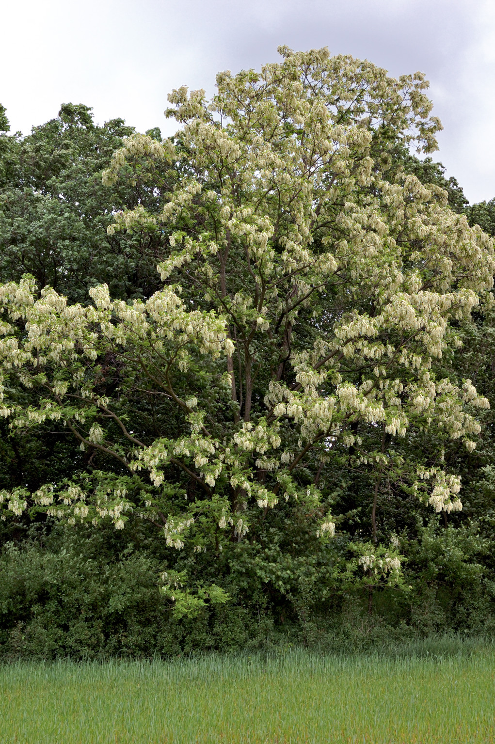 Plant, Tree, Tree Trunk, Vegetation, Flower, Grass, Outdoors, Nature, Land, Woodland