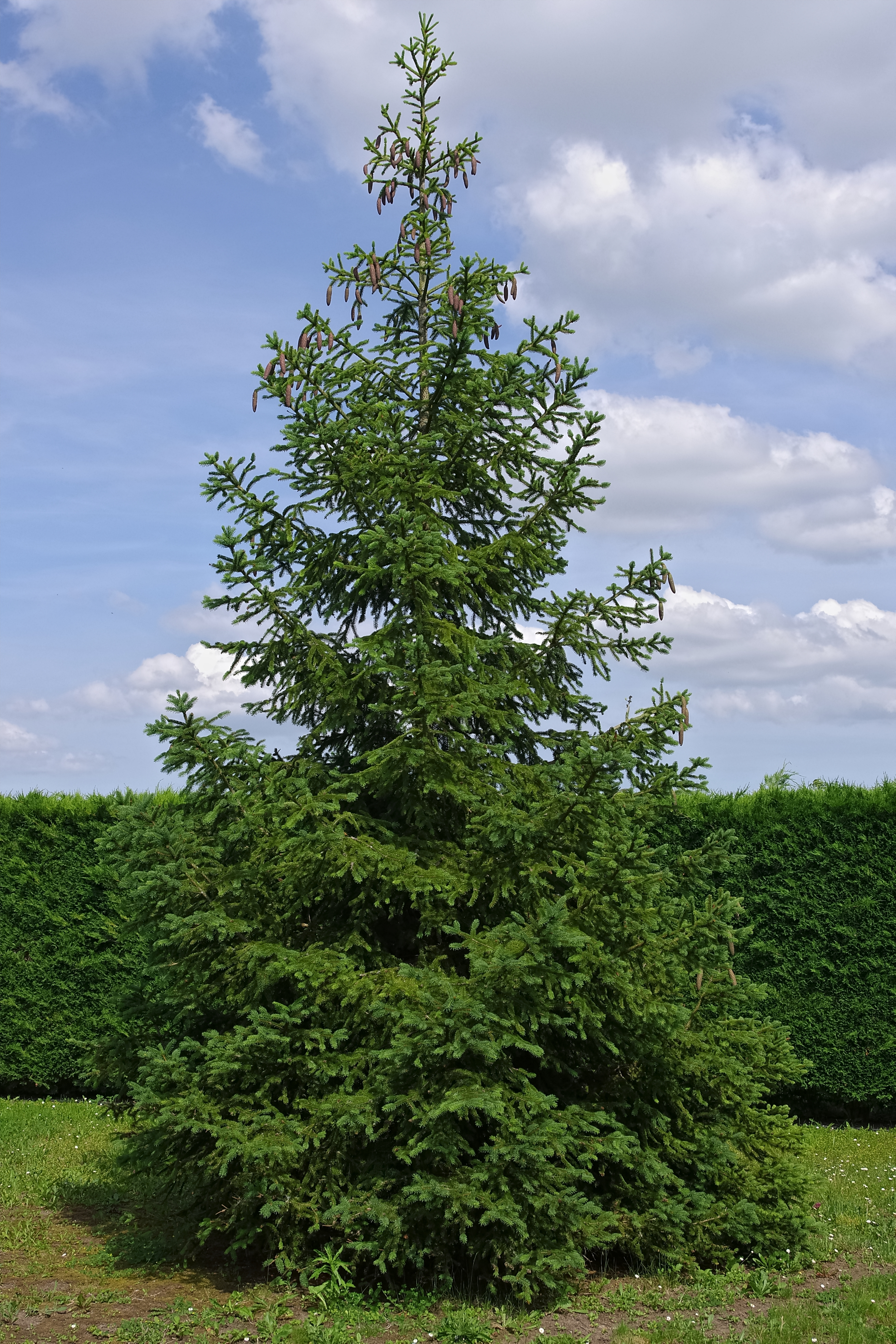 Plant, Tree, Fir, Conifer, Spruce