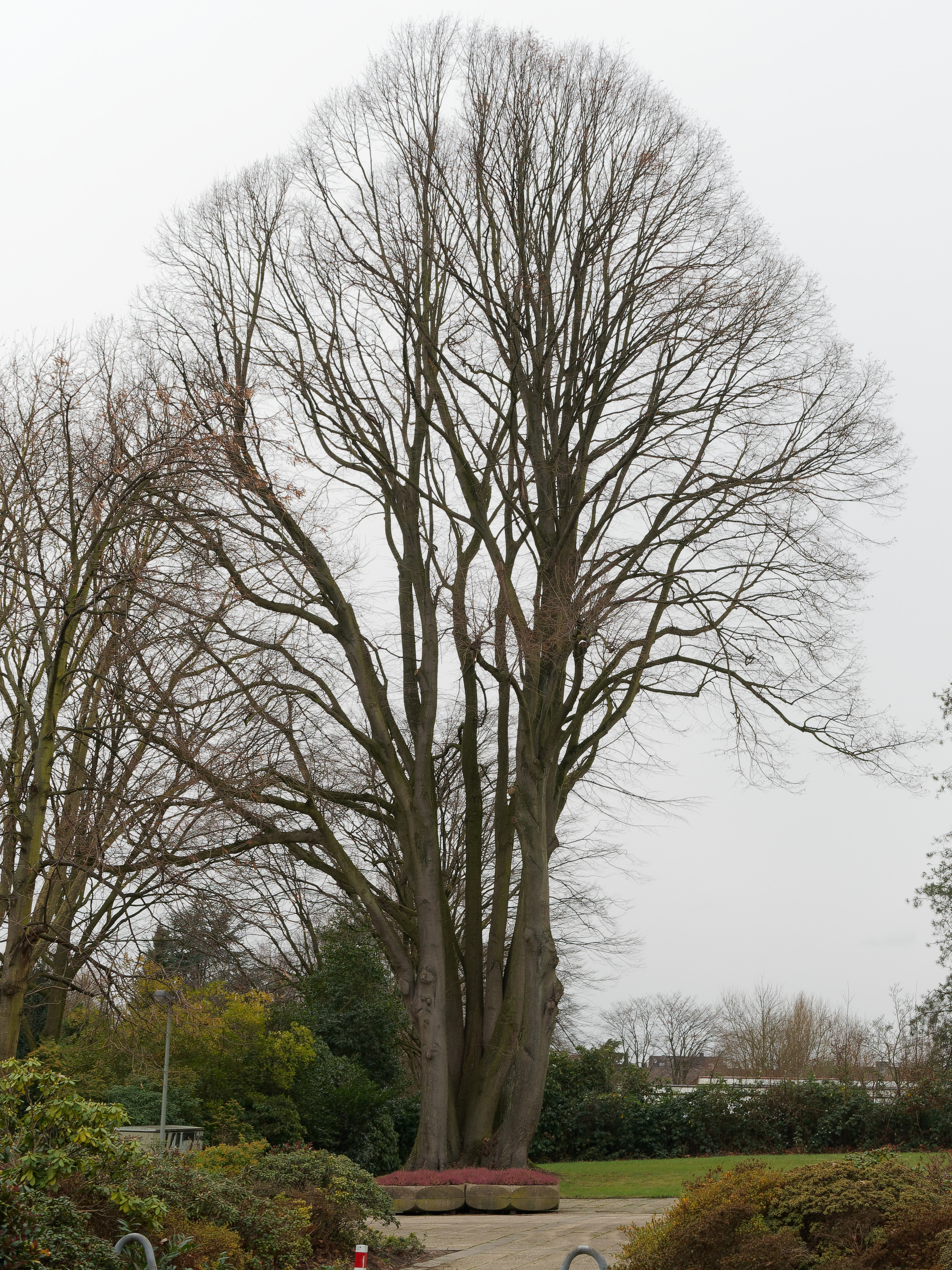 Plant, Tree, Tree Trunk