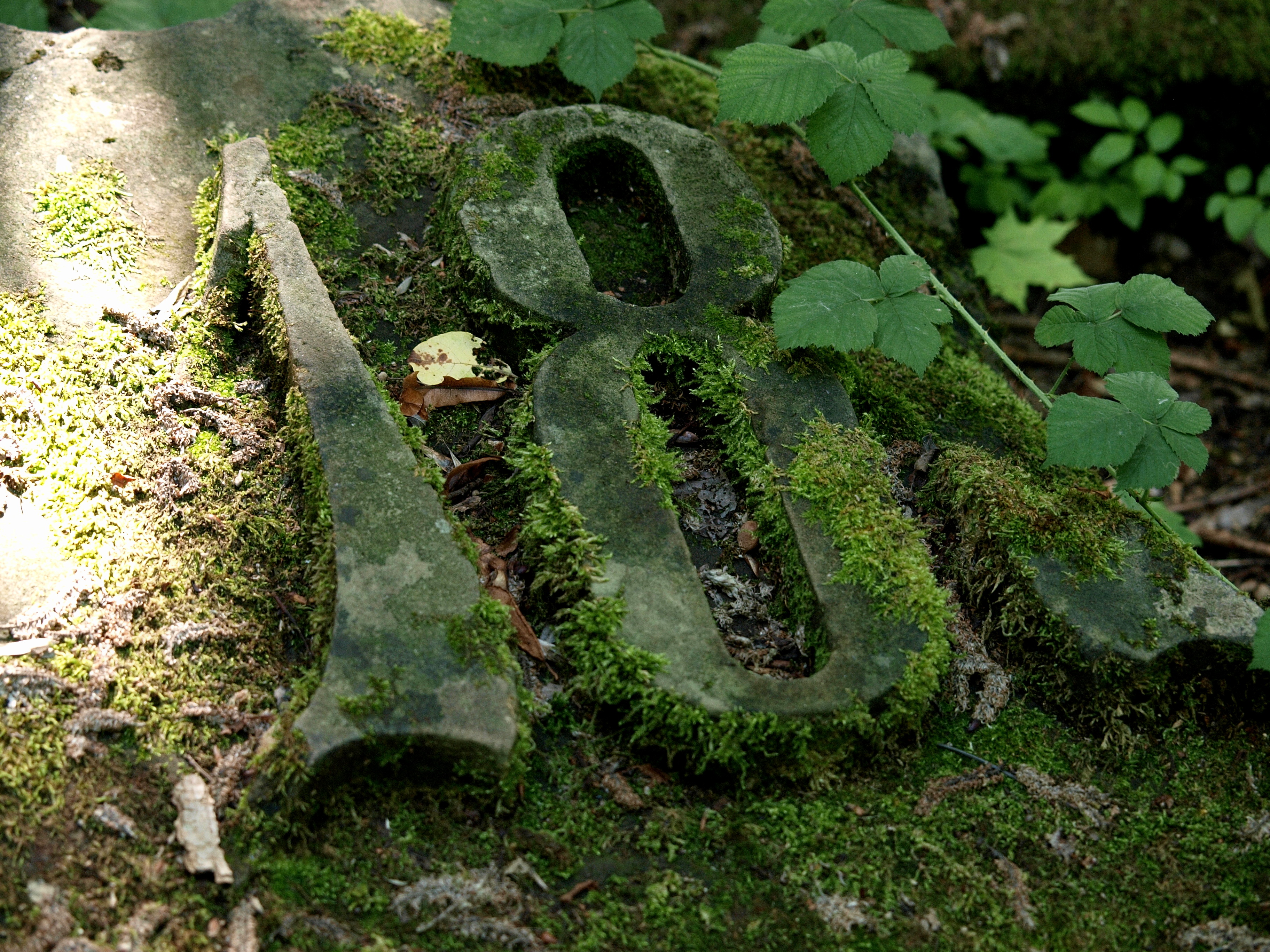  Moss, Plant, Leaf, Green, Tree, Text