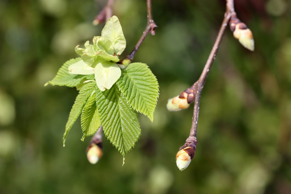 Leaf, Plant, Bud, Flower, Sprout, Tree, Food, Fruit, Produce, Berry