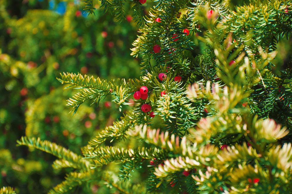 Conifer, Plant, Tree, Yew, Pine, Fir, Vegetation