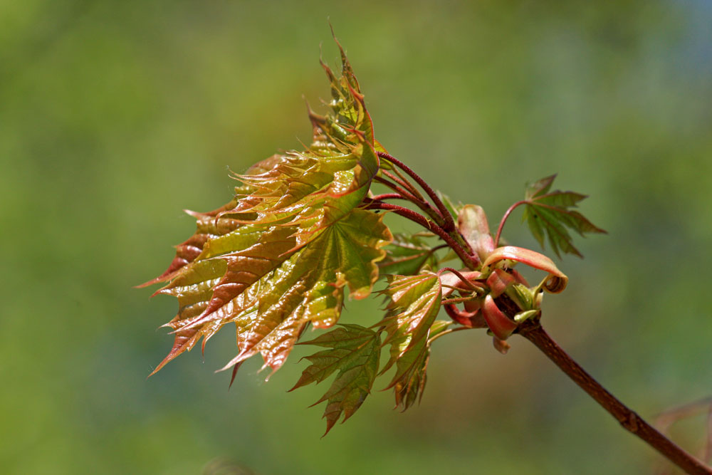 Leaf, Plant, Tree, Maple, Oak, Sycamore