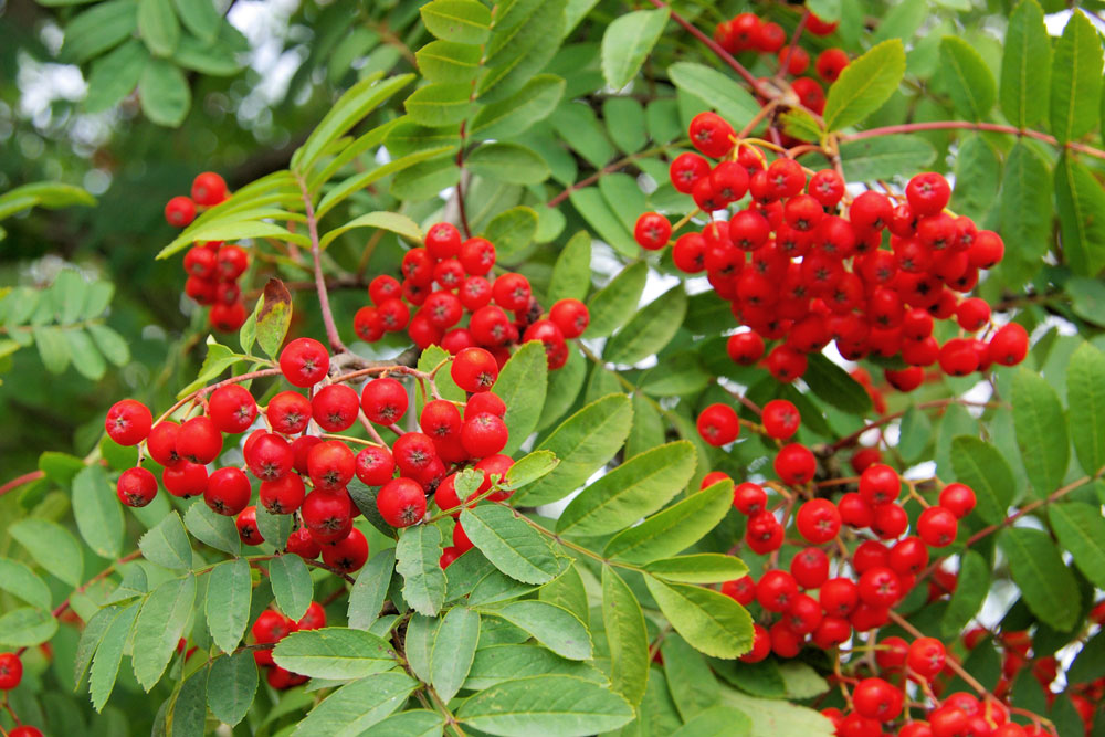 Plant, Food, Fruit, Produce, Cherry, Leaf