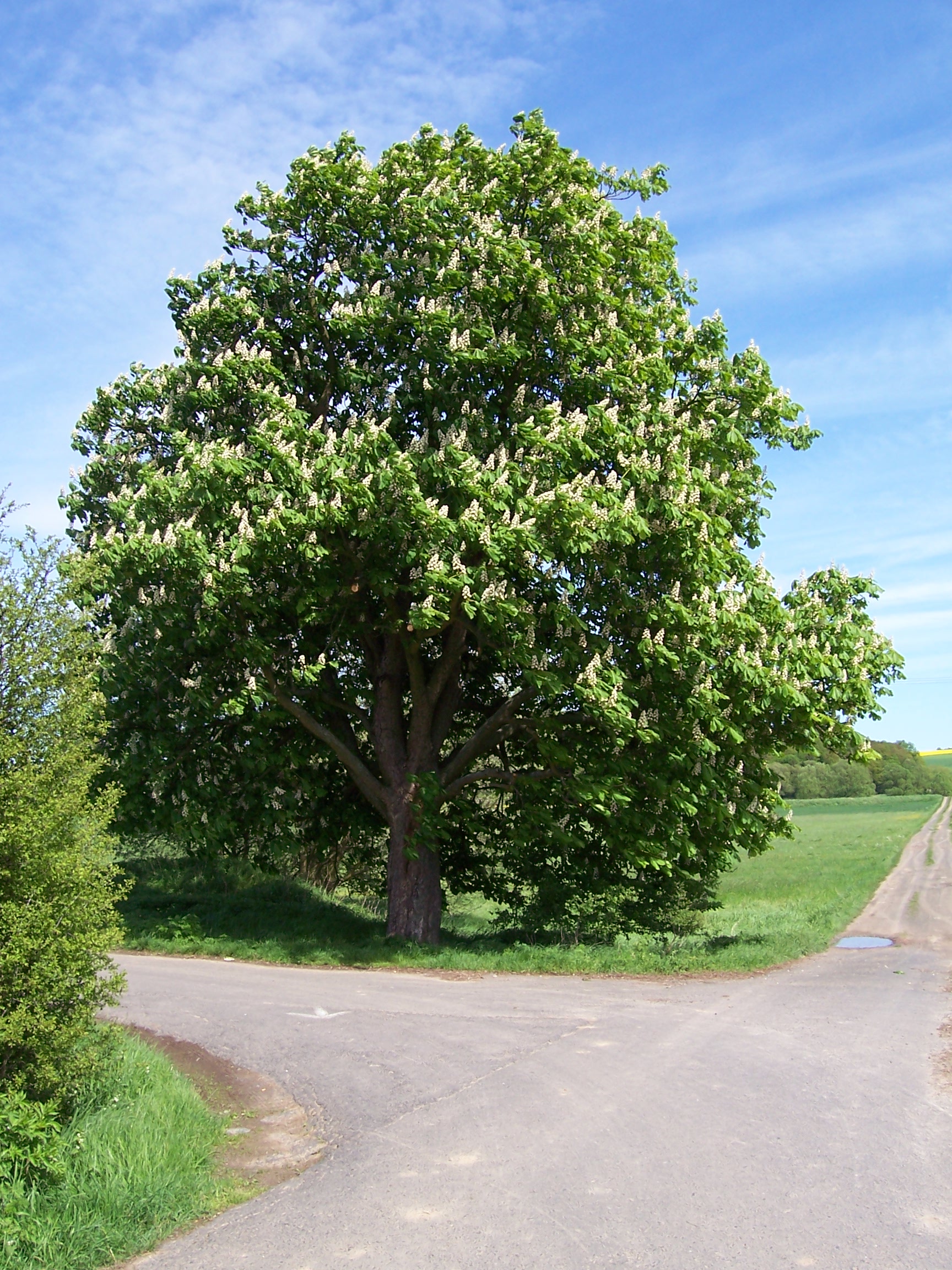 Plant, Tree, Tree Trunk, Oak, Sycamore, Road, Vegetation