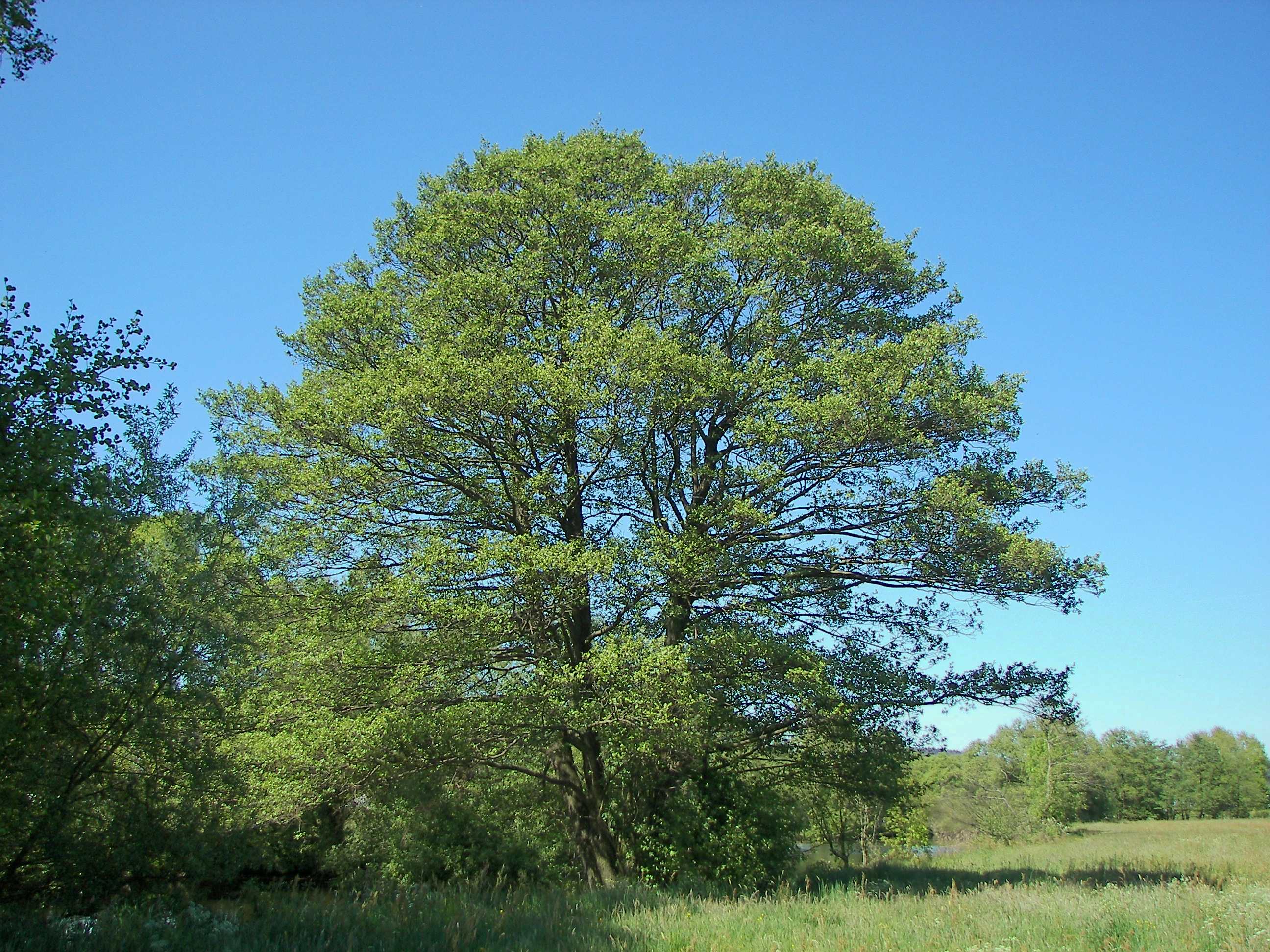 Plant, Tree, Oak, Sycamore, Tree Trunk, Field, Grassland, Nature, Outdoors