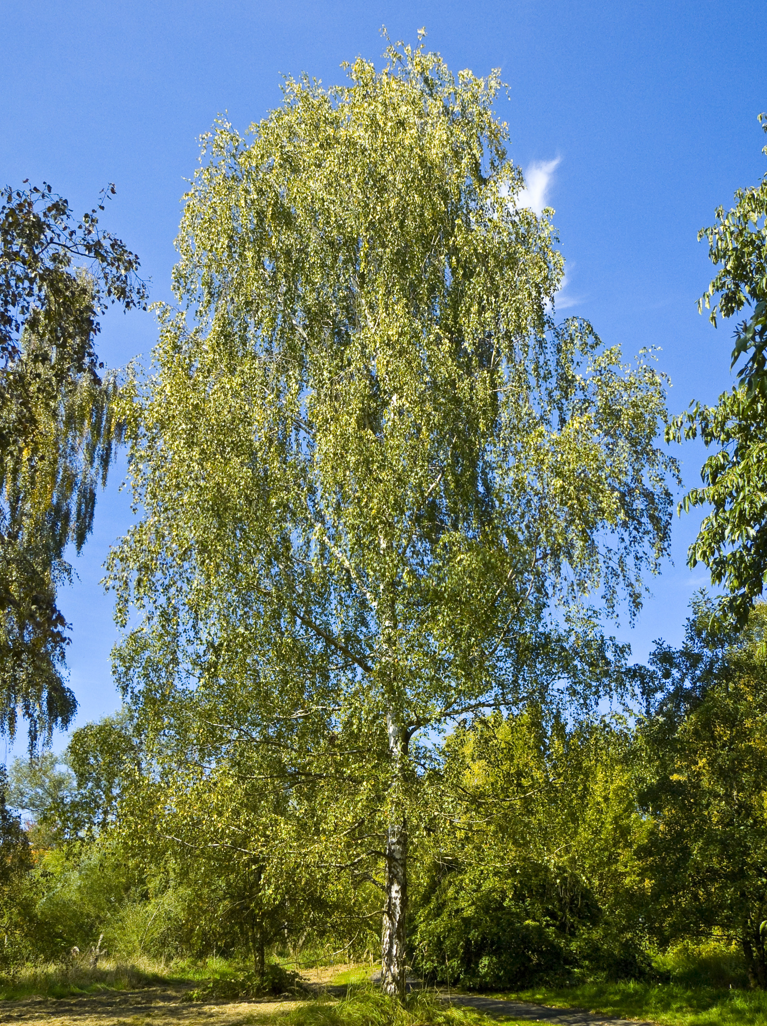 Plant, Tree, Tree Trunk, Vegetation, Willow