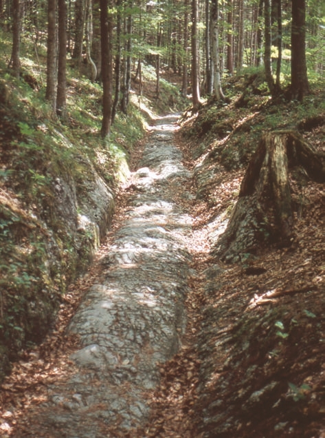 Path, Nature, Outdoors, Trail, Plant, Vegetation, Grove, Land, Tree, Woodland, Rainforest, Wilderness, Jungle, Creek, Stream, Water, Soil, Rock