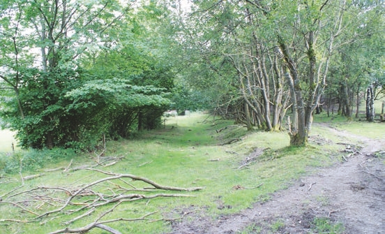 Plant, Vegetation, Land, Nature, Outdoors, Tree, Woodland, Grove, Path, Trail, Grass, Ground, Park, Scenery, Countryside, Farm, Field, Pasture, Rural, Garden