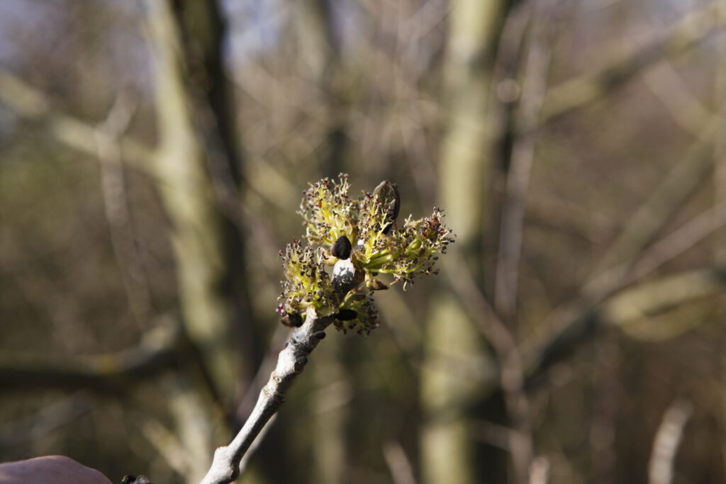 Bud, Flower, Plant, Sprout, Pollen, Tree, Vegetation, Land, Nature, Outdoors, Woodland, Grass, Grove, Body Part, Finger, Hand, Person, Leaf, Anther