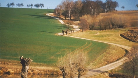 Nature, Outdoors, Scenery, Field, Landscape, Plant, Tree, Grass, Ground, Land, Panoramic, Countryside