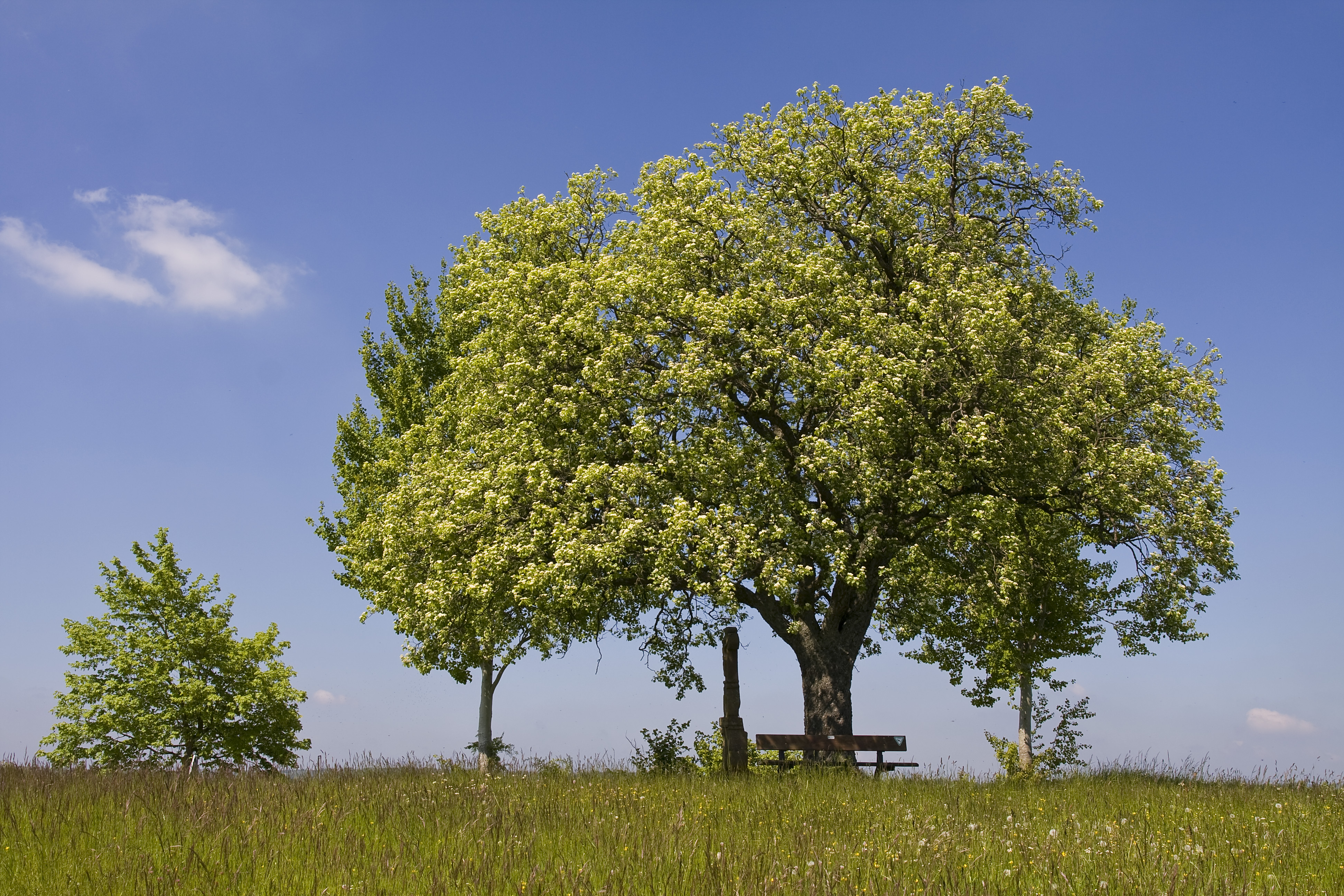 Plant, Tree, Tree Trunk, Field, Grassland, Nature, Outdoors, Countryside, Meadow, Rural, Grass, Bench, Furniture, Oak, Sycamore, Scenery