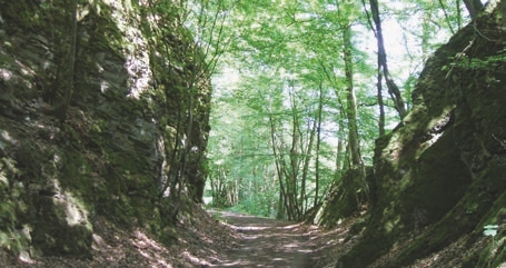 Path, Nature, Outdoors, Trail, Plant, Vegetation, Land, Tree, Woodland, Grove, Scenery, Rainforest, Jungle, Landscape, Wilderness, Indoors