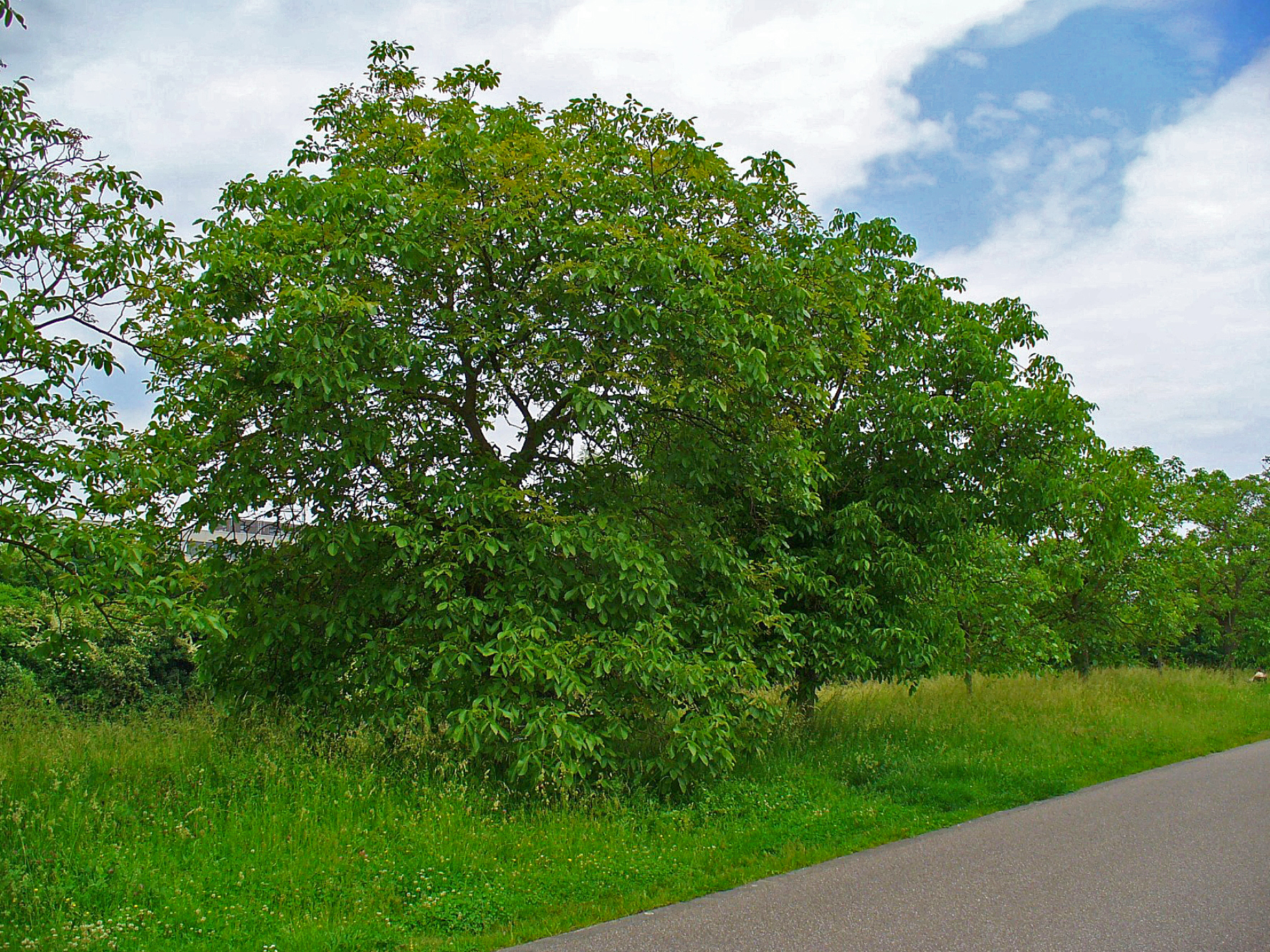 Plant, Vegetation, Tree, Oak, Sycamore
