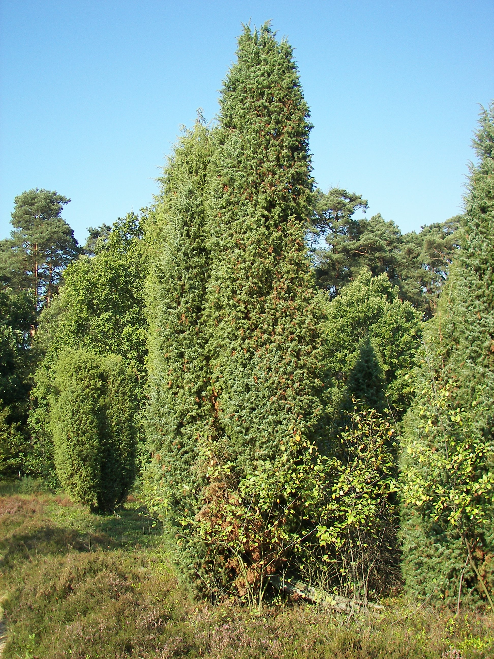 Plant, Tree, Conifer, Fir, Vegetation