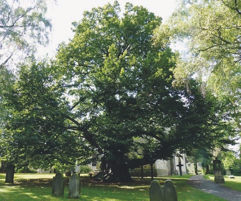 park, church, community, tree