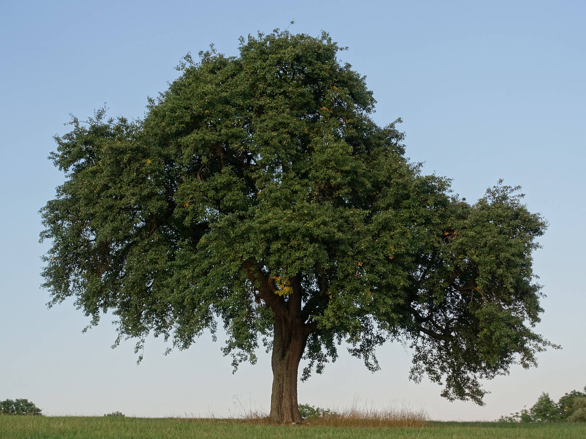 Plant, Tree, Tree Trunk, Oak, Sycamore, Field, Grassland, Nature, Outdoors