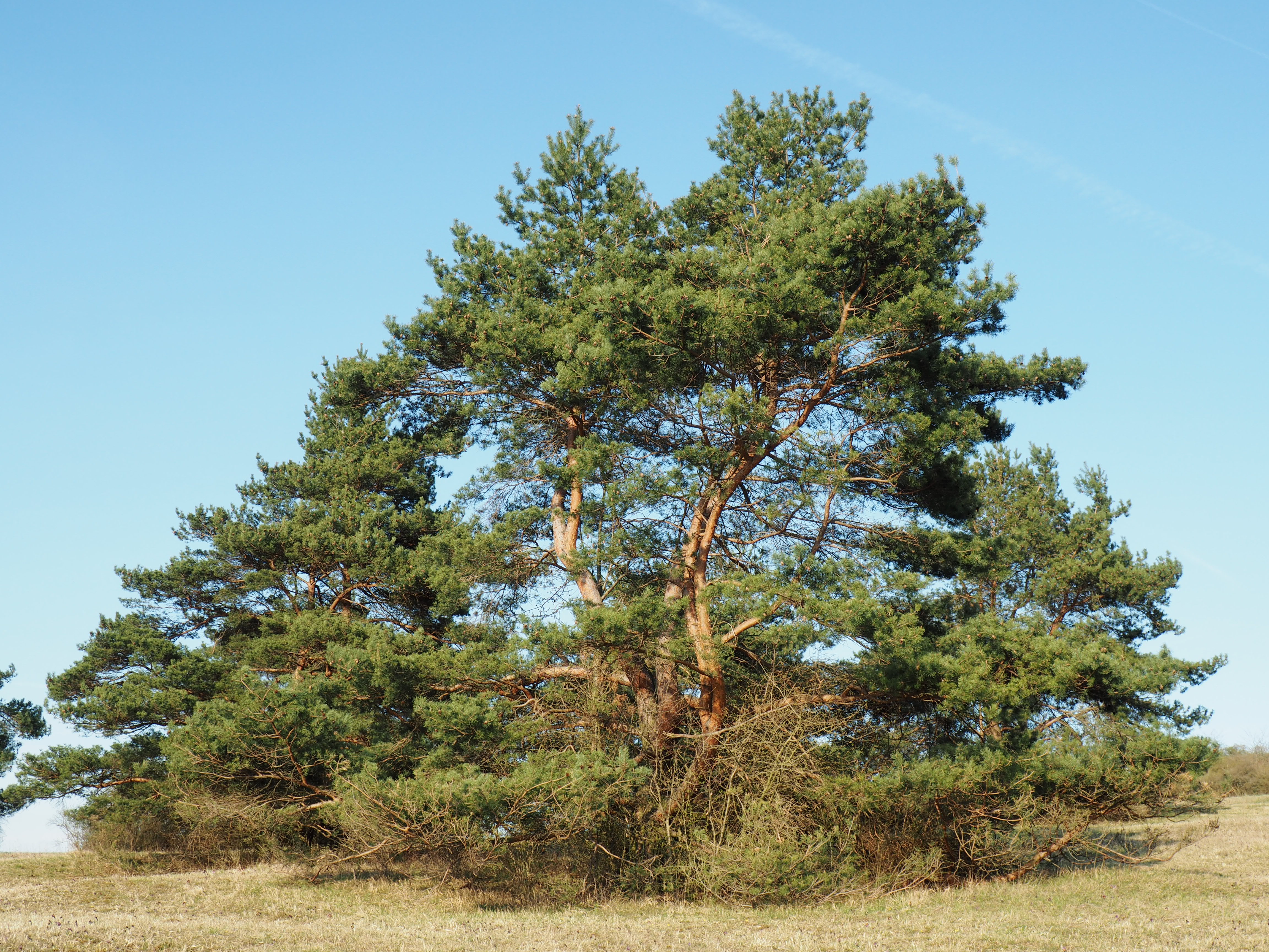 Plant, Tree, Pine, Fir, Conifer