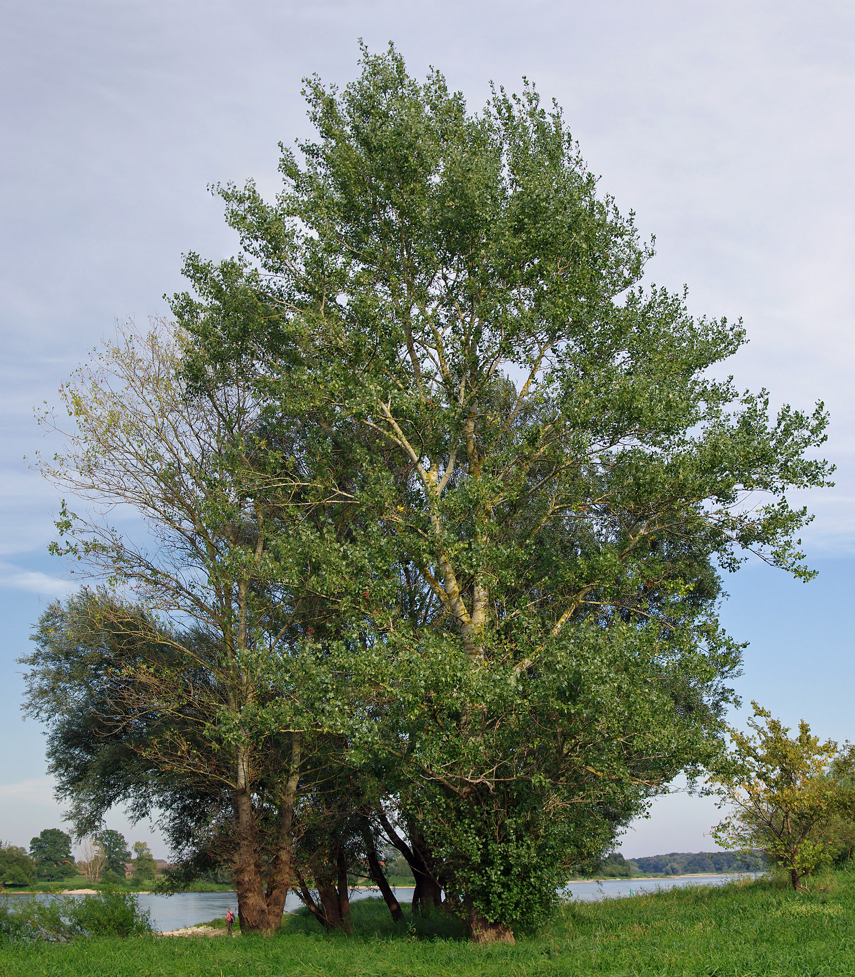 Plant, Tree, Tree Trunk, Oak, Sycamore, Conifer, Person