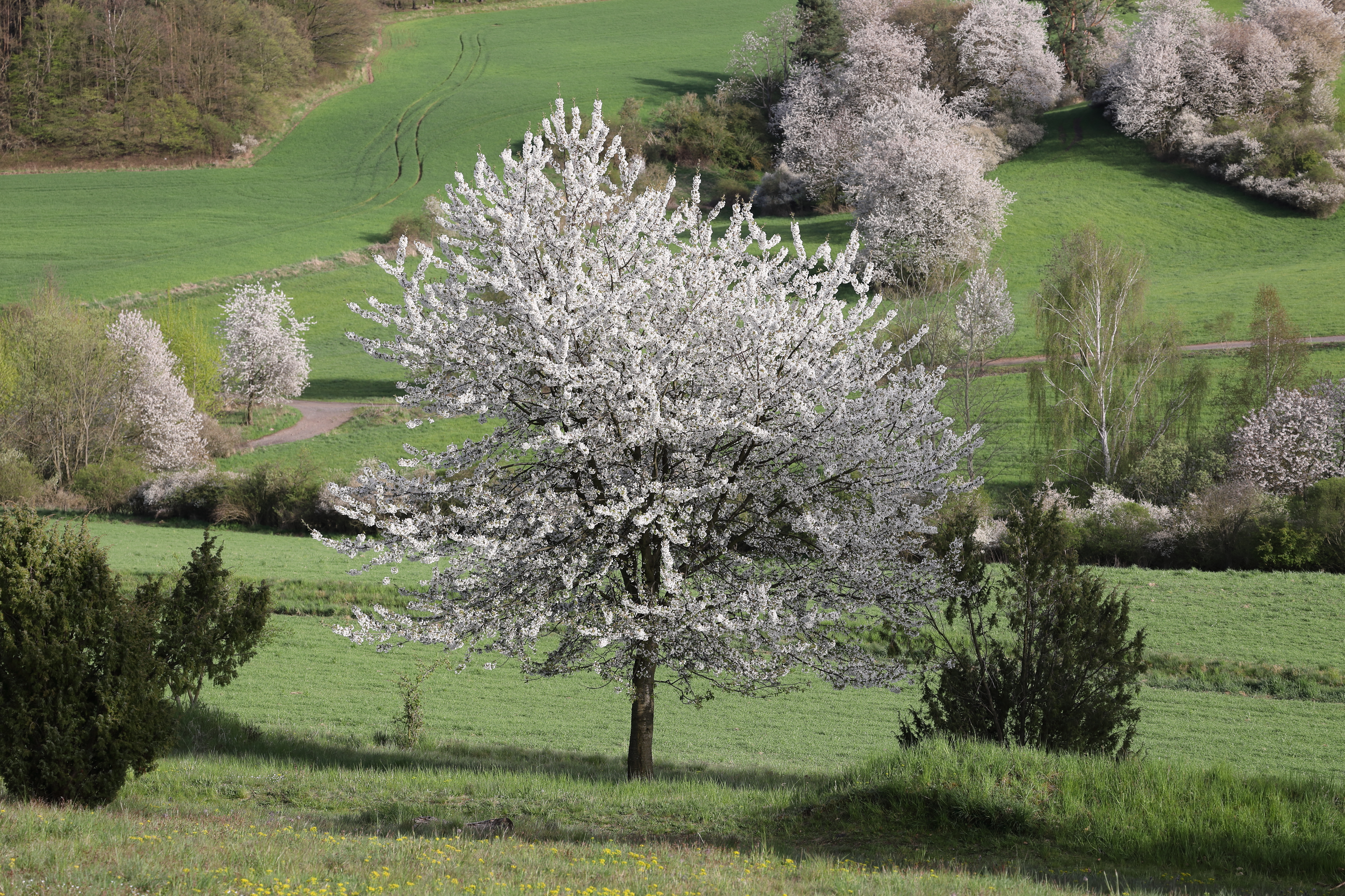 Plant, Vegetation, Grass, Tree, Fir, Flower, Field, Grassland, Nature, Outdoors, Lawn, Scenery