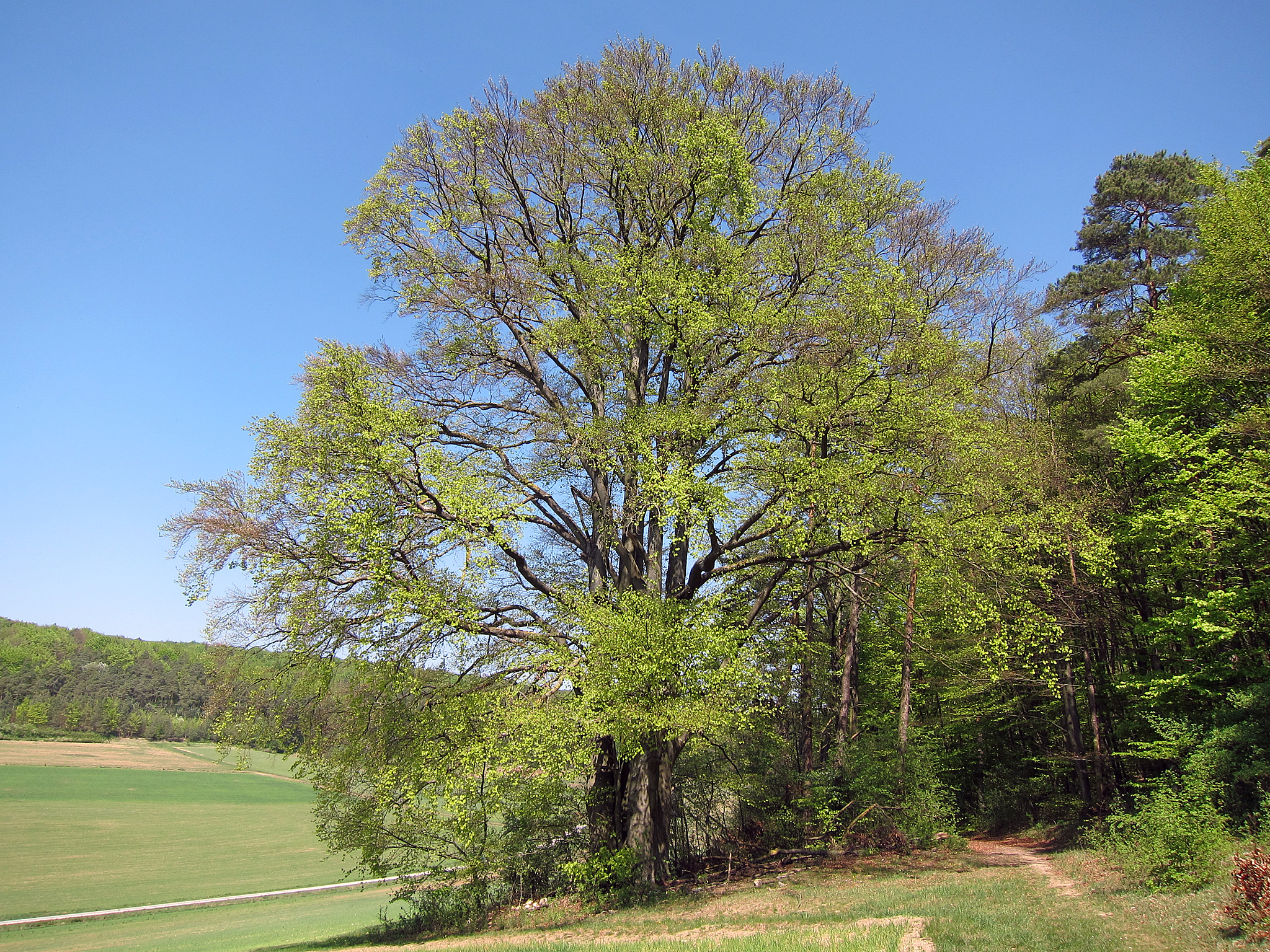 Plant, Tree, Field, Tree Trunk, Nature, Outdoors, Grassland, Golf, Golf Course, Sport, Grass