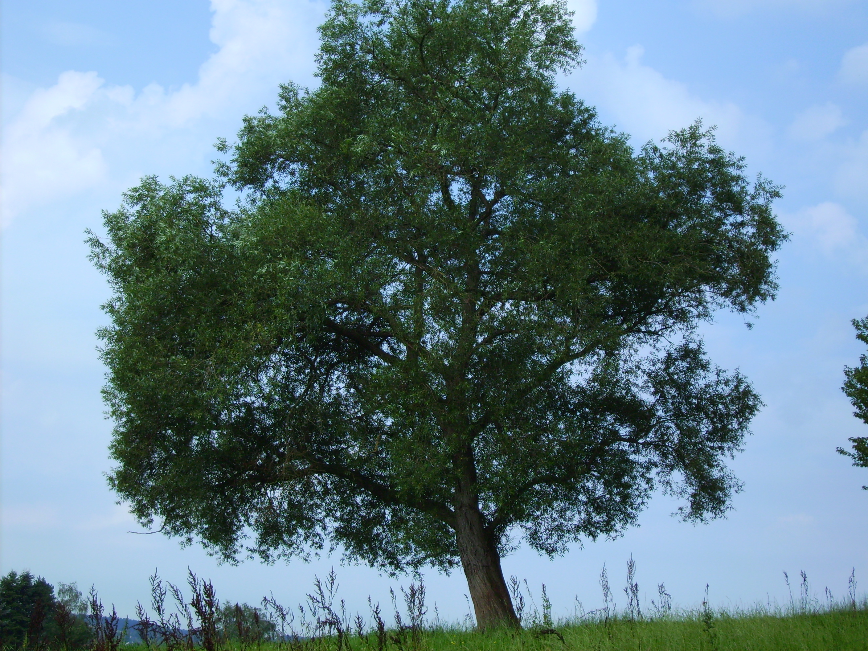 Plant, Tree, Tree Trunk, Oak, Field, Grassland, Nature, Outdoors, Sycamore