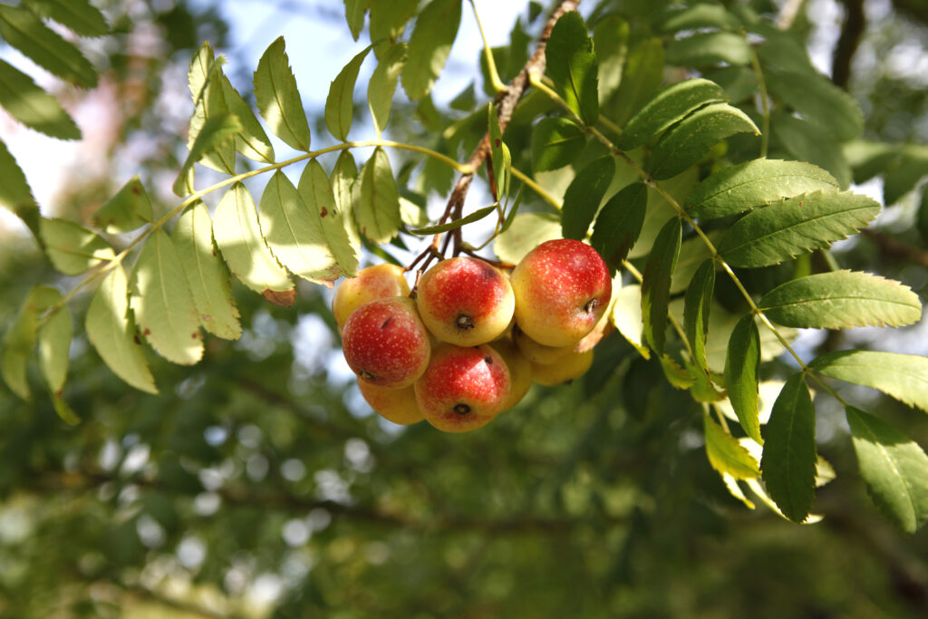 Food, Fruit, Plant, Produce, Apple, Leaf