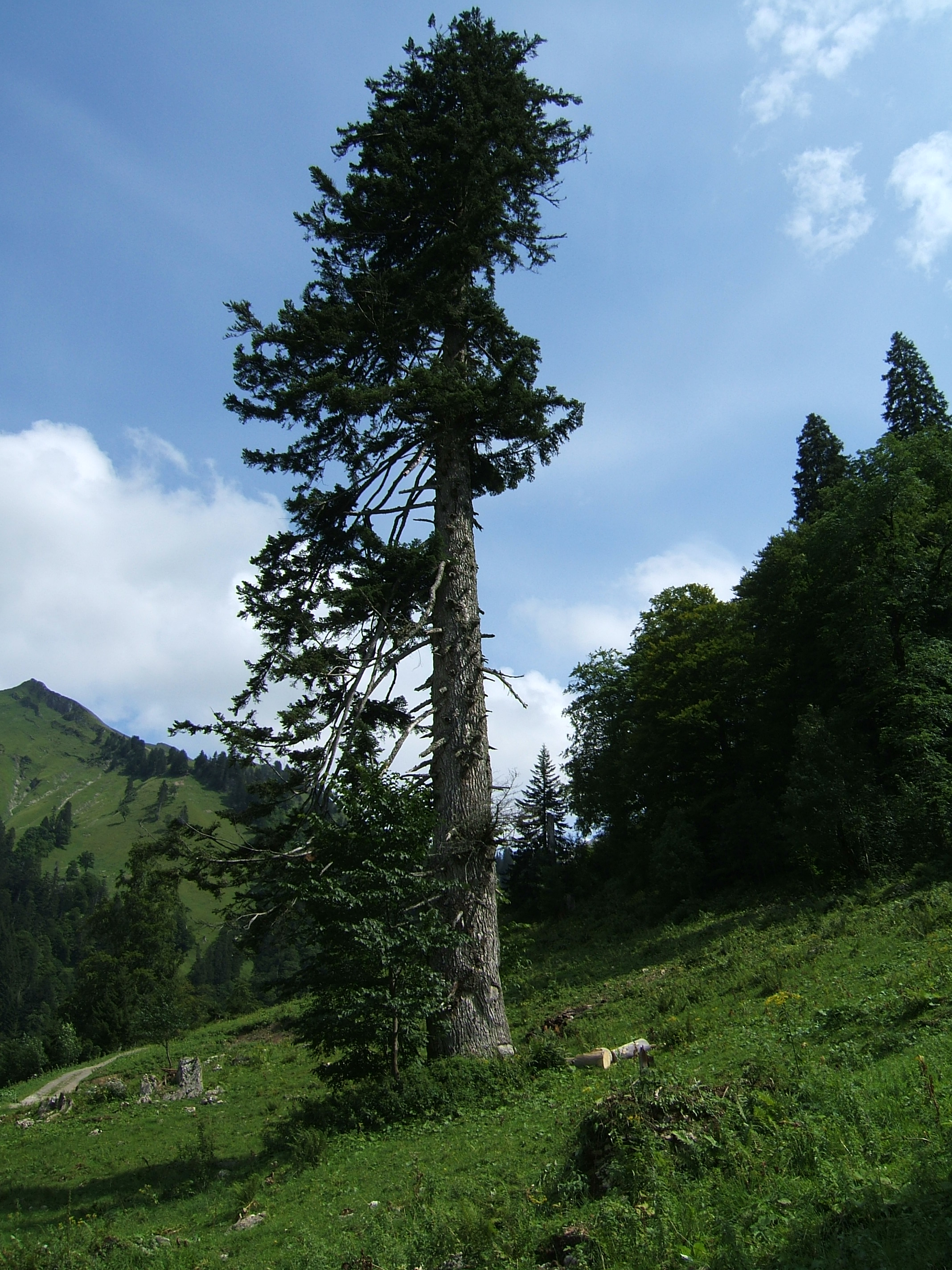 Plant, Tree, Fir, Conifer, Tree Trunk