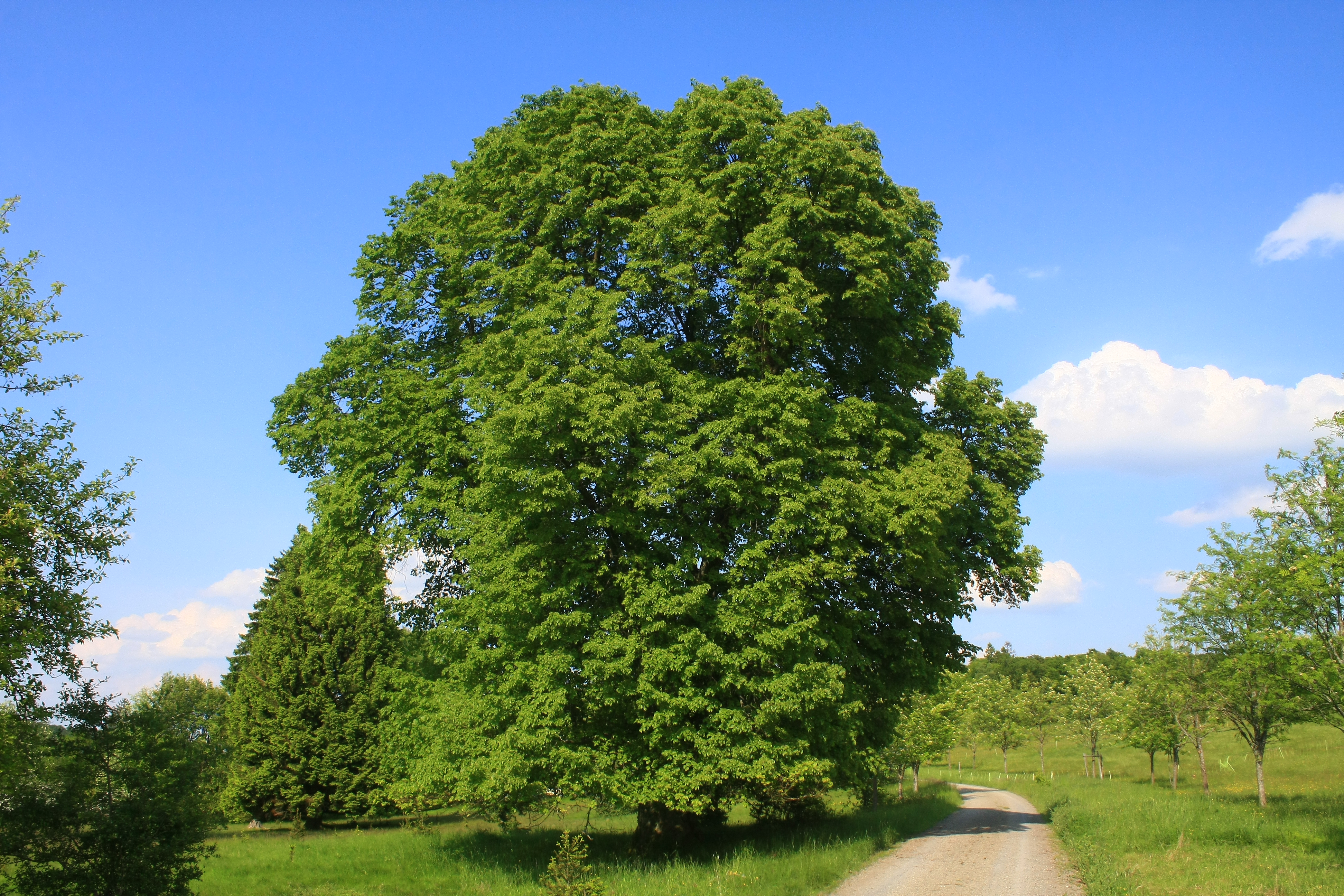 Plant, Tree, Oak, Sycamore, Tree Trunk, Nature, Outdoors, Scenery, Road, Field, Grassland