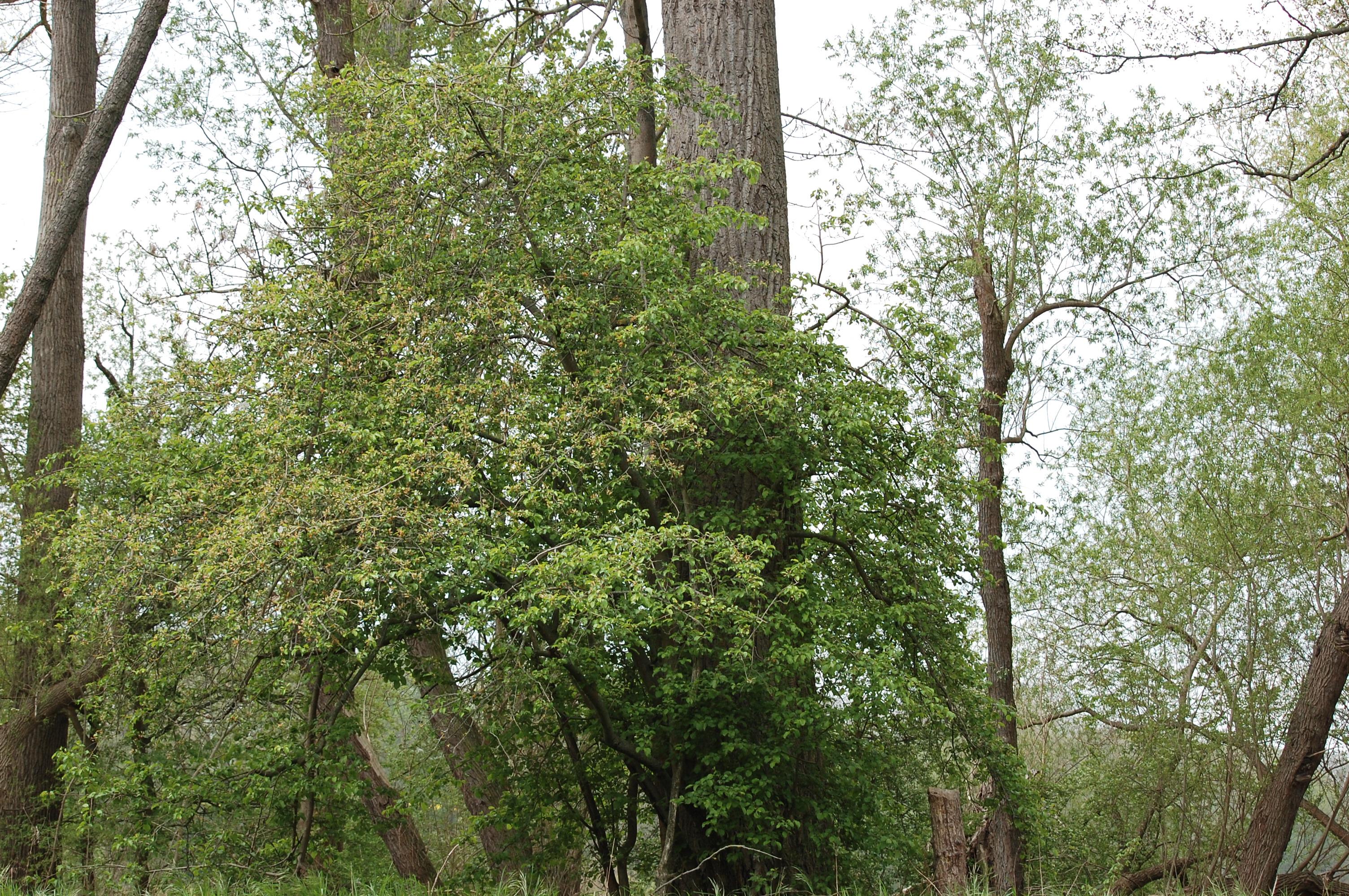 Plant, Tree, Tree Trunk, Vegetation, Land, Nature, Outdoors, Woodland, Grove