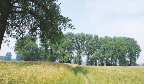 Plant, Tree, Ground, Vegetation, Land, Nature, Outdoors, Woodland, Scenery, Oak, Sycamore, Countryside, Farm, Field, Pasture, Rural, Landscape