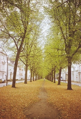 Autumn, Nature, Outdoors, Scenery, City, Grass, Park, Plant, Road, Street, Urban