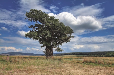  Plant, Tree, Landscape, Nature, Outdoors, Oak, Sycamore, Ground, Sky