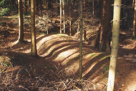  Path, Plant, Vegetation, Land, Nature, Outdoors, Tree, Woodland, Trail, Grove, Slope, Soil, Ground