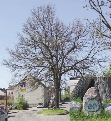  Plant, Tree, Car, Transportation, Vehicle, Gravestone, Tomb, Person, Outdoors