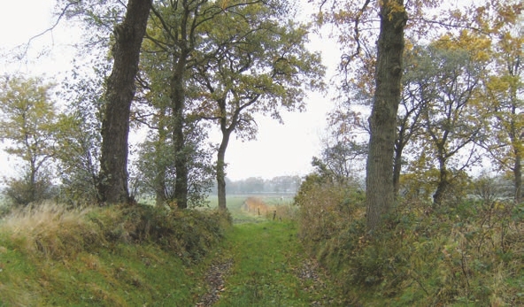 Plant, Vegetation, Land, Nature, Outdoors, Tree, Woodland, Grove, Path, Scenery, Grass, Landscape, Countryside, Farm, Field, Pasture, Rural, Wilderness, Trail, Oak, Sycamore, Grassland