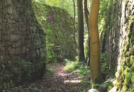  Path, Nature, Outdoors, Trail, Plant, Vegetation, City, Road, Street, Urban, Moss, Land, Tree, Woodland, Grove, Architecture, Building, Wall, Jungle, Rock, Alley, Indoors